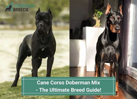 The Ultimate Guide to the Doberman Mix: A Versatile Breed with a Complex History