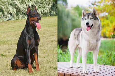 The Ultimate Guide to the Doberman X Husky: A Hybrid of Intelligence and Athleticism