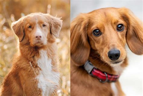 The Ultimate Guide to the Duck Toller Dog: A Comprehensive Companion for Owners and Enthusiasts