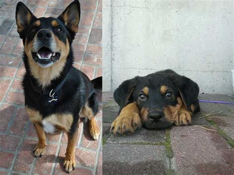 The Ultimate Guide to the Dynamic GSD and Rottweiler Mix: A Comprehensive Exploration