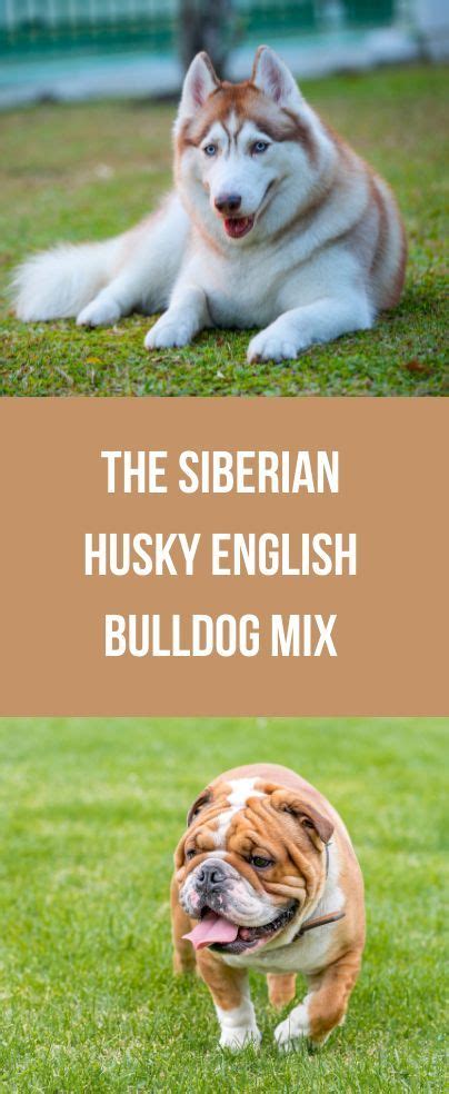 The Ultimate Guide to the English Bulldog Husky Mix: A Majestic Blend of Bravery and Beauty