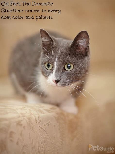 The Ultimate Guide to the Gray Domestic Shorthair: A Beloved Companion for Life