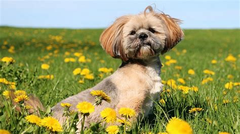 The Ultimate Guide to the Lhasa Apso: An Ancient Breed with a Charming Spirit