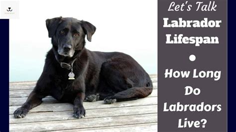 The Ultimate Guide to the Life Expectancy of Labrador Retriever Dogs