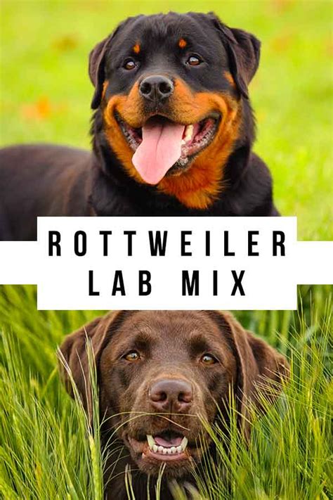 The Ultimate Guide to the Loyal and Protective Labrador Retriever Rottweiler Mix