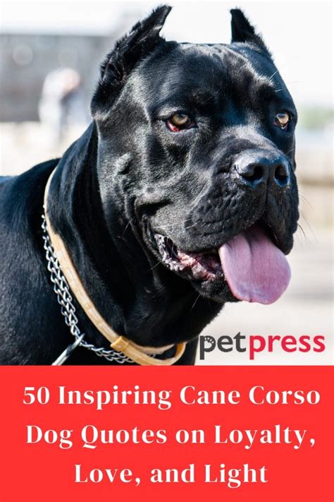 The Ultimate Guide to the Majestic Cane Corso: Unlocking the Power and Loyalty Within