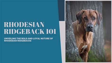 The Ultimate Guide to the Majestic Rhodesian Ridgeback: Unlocking the Secrets of the Lion Slayer