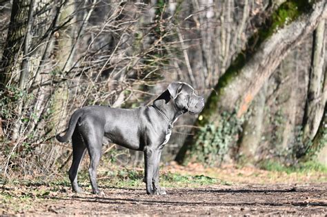 The Ultimate Guide to the Majestic Weight of Cane Corsos