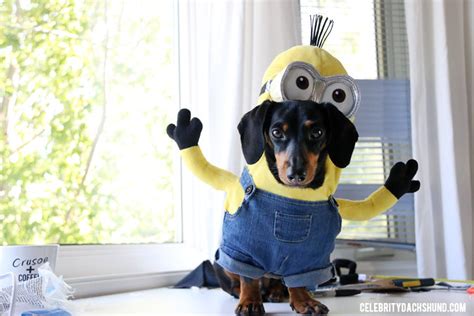 The Ultimate Guide to the Minions Dog