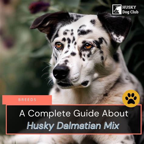 The Ultimate Guide to the Mix Dalmatian: A Comprehensive Overview