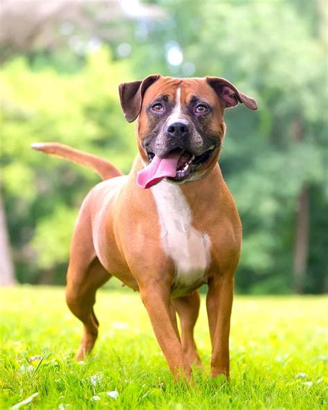 The Ultimate Guide to the Playful and Protective Terrier Boxer Mix