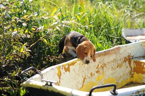 The Ultimate Guide to the Redtick Hound: A Loyal and Tenacious Hunting Companion