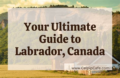 The Ultimate Guide to the Remarkable Labrador & Australian Shepherd Mix (Shepherdador)