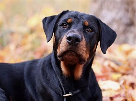 The Ultimate Guide to the Rottweiler Doberman Cross Breed