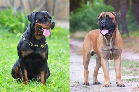 The Ultimate Guide to the Rottweiler Mastiff Mix