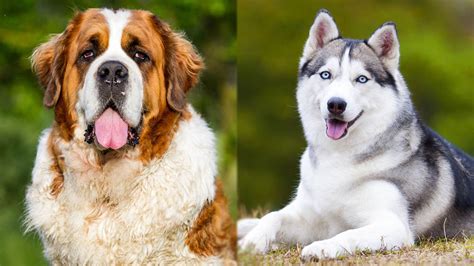 The Ultimate Guide to the Saint Bernard Husky Mix: A Gentle Giant with a Wolfish Spirit