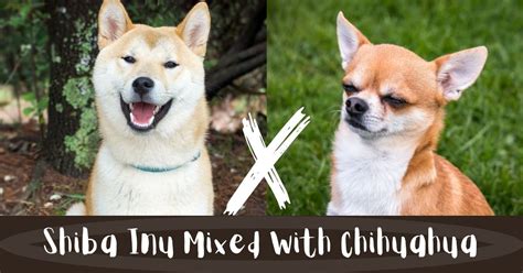 The Ultimate Guide to the Shiba and Head Chihuahua Mix