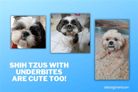 The Ultimate Guide to the Shih Tzu Underbite: Embracing the Charm and Quirks