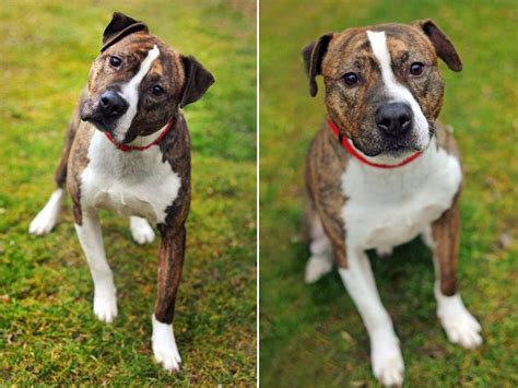 The Ultimate Guide to the Staffordshire Bull Terrier Boxer Mix: A Loving and Loyal Companion