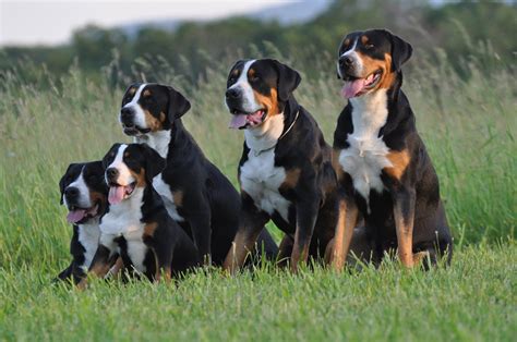 The Ultimate Guide to the Swissy Dog: A Joyous Companion for Active Families