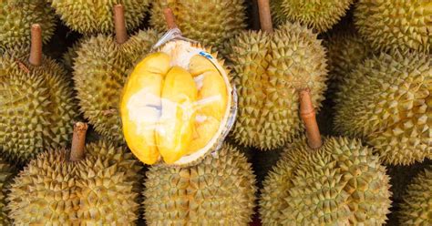 The Ultimate Guide to the Unforgettable JB Durian Tour: A Taste of Tropical Heaven