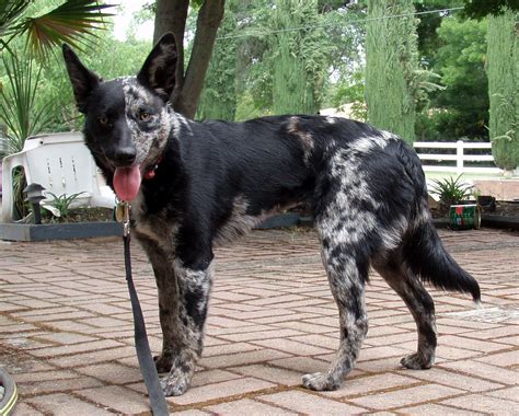 The Ultimate Guide to the Versatile Heeler Mix