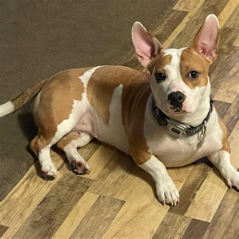 The Ultimate Guide to the Welsh Corgi Pitbull Mix: A Comprehensive Exploration of This Unique and Loyal Breed