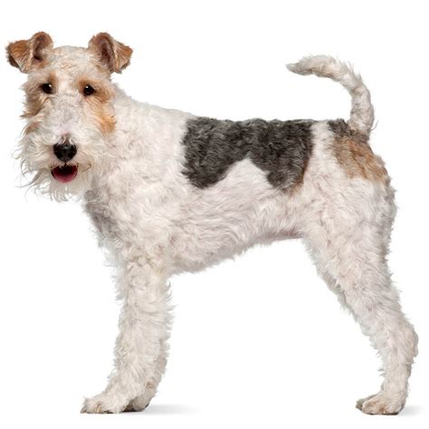 The Ultimate Guide to the Wire Coat Fox Terrier: An Intelligent and Affectionate Canine Companion