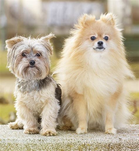 The Ultimate Guide to the Yorkshire Terrier Pomeranian Mix: A Complete Companion for Your Furry Friend