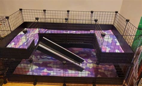 The Ultimate Guinea Pig Cage: A Comprehensive Guide to Providing a Happy and Healthy Home for Your Pet