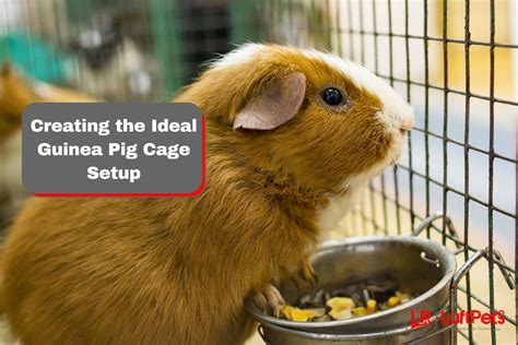 The Ultimate Guinea Pig Cage Guide: Creating a Cozy and Comfortable Home for Your Furry Friends