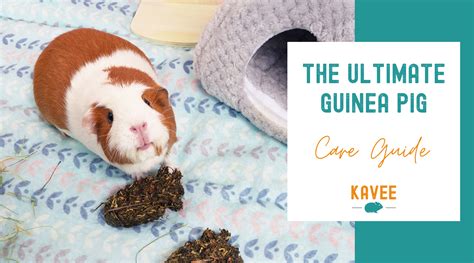 The Ultimate Guinea Pig Care Guide: Everything You Need to Know