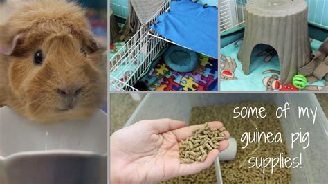 The Ultimate Guinea Pig Supplies Guide: Everything You Need to Know to Keep Your Furry Friend Happy and Healthy