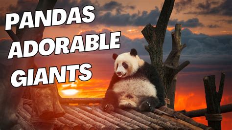 The Ultimate Panda Cam Guide: Embark on a Virtual Adventure into the Realm of Adorable Giants