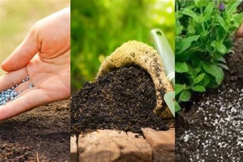 The Ultimate Seedling Fertilizer Guide: Unlocking the Secrets to Plant Growth