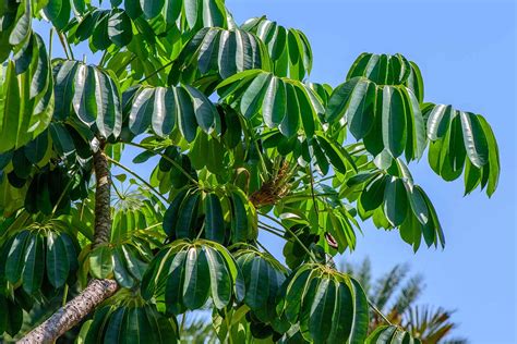 The Umbrella Branch