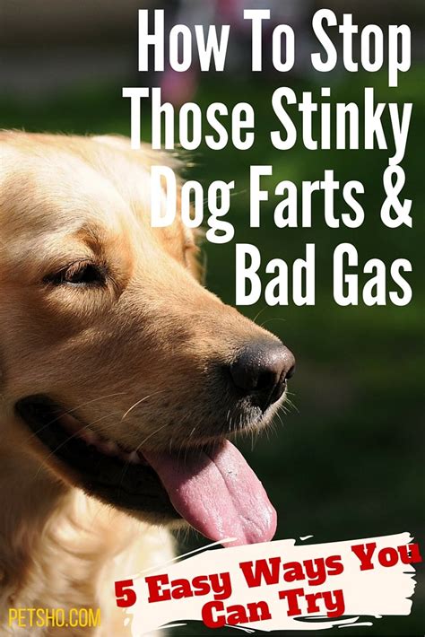 The Unbearable Stench: Unveiling the Secrets of Stinky Dog Farts