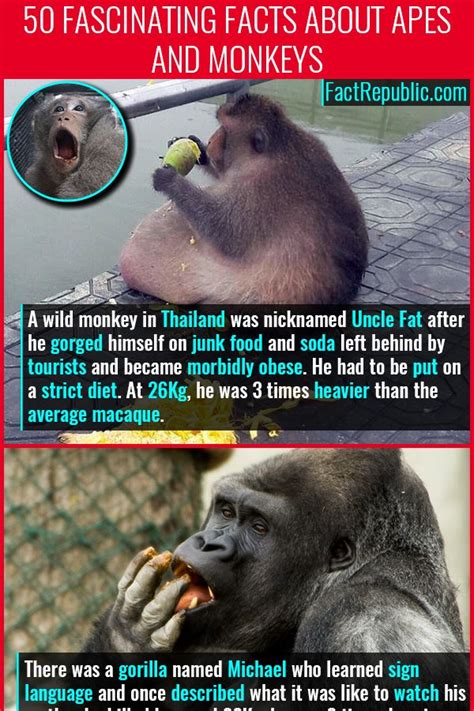 The Unbelievable Truth About Monk Apes: 7 Surprising Facts You Never Knew