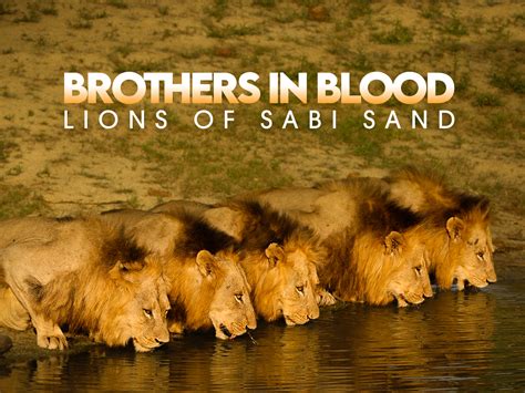 The Unbreakable Bond: Blood Brothers Lions of the Sabi Sands