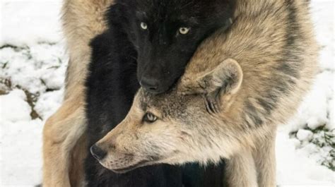 The Unbreakable Bond Between Wolves & Ravens