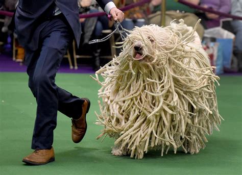 The Unforgettable Charm of Dogs with Net White on Head: A Guide to Their Unique Beauty and Care