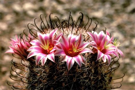 The Unique Nature of Cactus Flowers