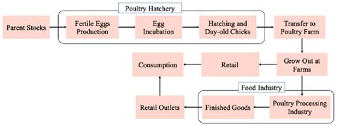 The Unparalleled Influence of the Cock Queen in Poultry Hierarchy and Egg Production