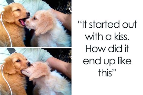 The Unrivaled Appeal of Puppies Memes