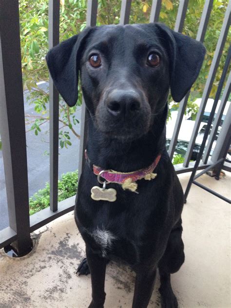 The Unstoppable Duo: Chihuahua and Black Lab Mix