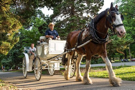 The Unsung Heroes of Smooth Carriage Rides: Carriage Bearings