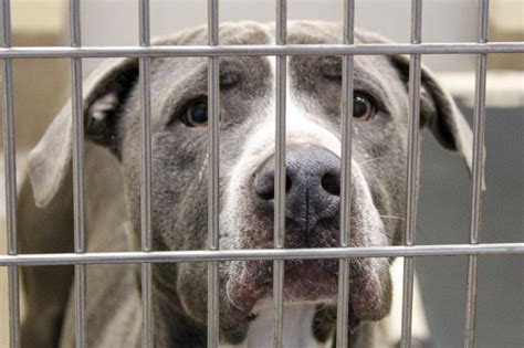 The Urgency of Animal Adoption