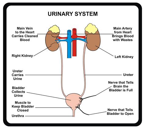 The Urinary System Chart Doc