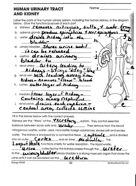 The Urinary System Worksheet Answers Epub