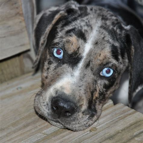 The Versatile Catahoula Mix: A Comprehensive Guide to a Unique and Energetic Breed